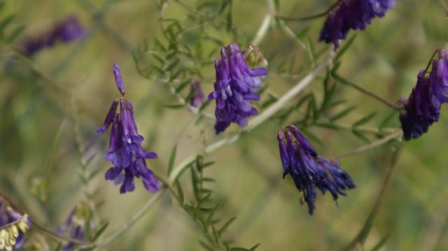 Vicia villosa